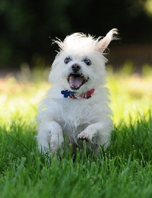 White dog running in grass