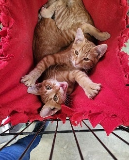 Two orange tabby kittens in crate