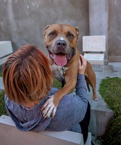 Brown pit bull type dog standing up on red haired person's lap