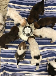 Puppies eating around a circular metal island bowl