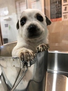 White puppy on a scale in a metal bucket