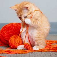 Orange kitten playing with orange ball of yarn