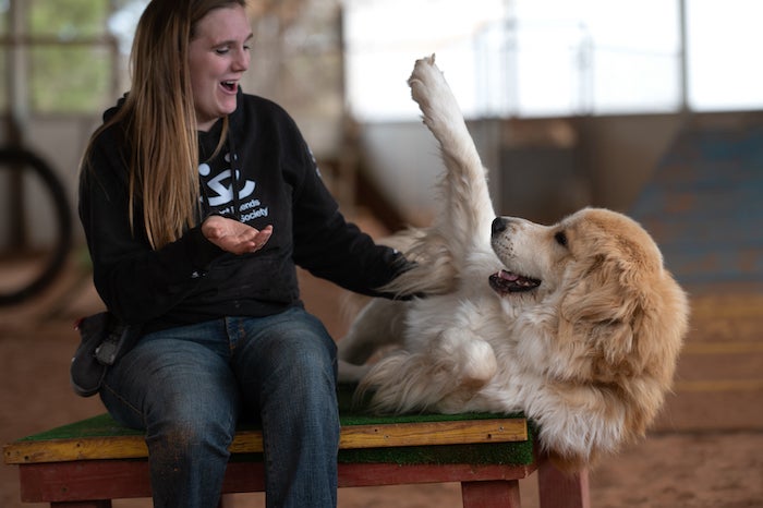 an animal caregiver providing enrichment for a big fluffy dog
