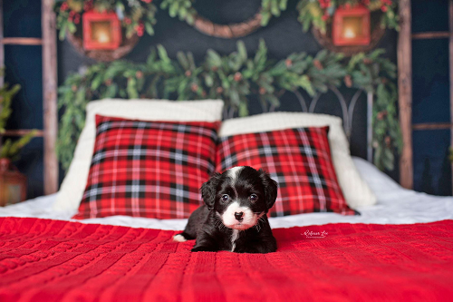Black and white puppy lying on bed on red blanket
