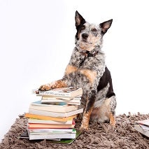 Black brown and white dog sitting next to stack of books