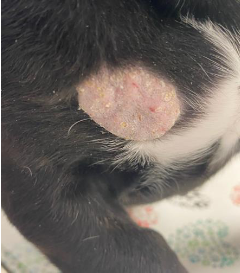 Ringworm on a puppy