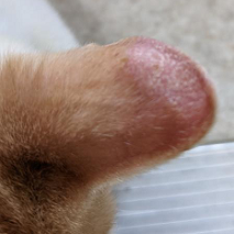 Ringworm on cat's ear