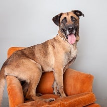 Big brown dog sitting on orange chair with rear resting on arm