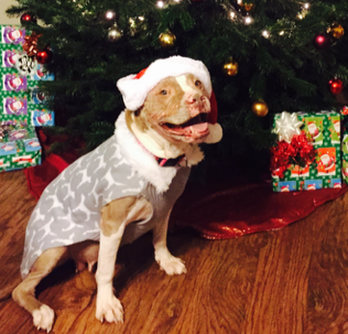 Brown and white dog in a santa hat in front of a christmas tree