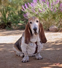 Senior basset hound standing in sand in front of purple flowers