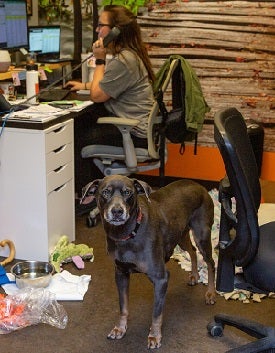 Dog sitting in office behind person at deck on the phone