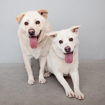 Two white dogs next to each other