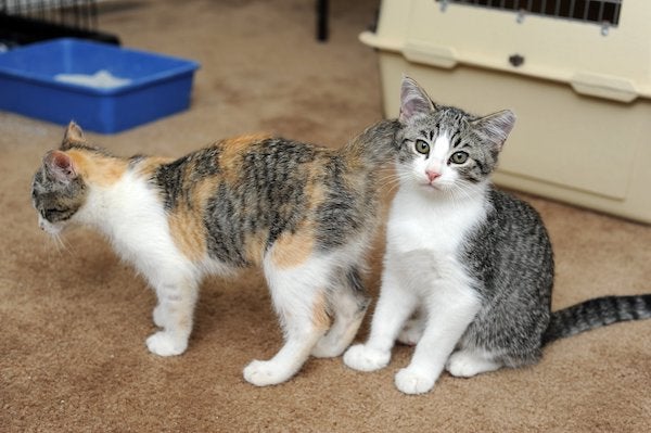 Two young white tabby kittens - one is looking at the camera