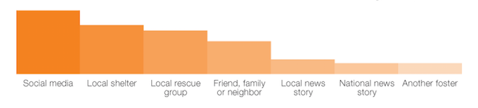 bar graph showing information regarding foster homes