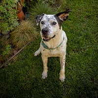 Black and white pit bull type dog sitting in grass