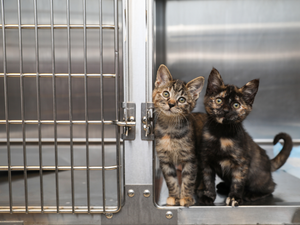 Two kittens sitting in metal kennel