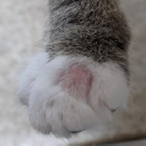 Ringworm on cat's foot