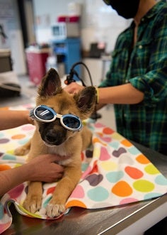 Tan dog with goggles on geting laser therapy