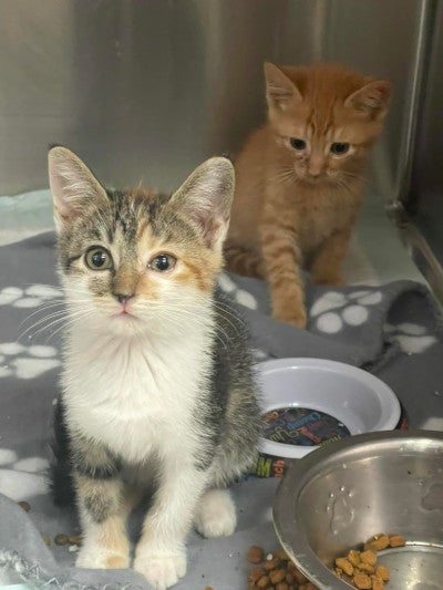 two cats in an animal shelter kennel