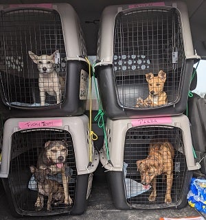 Four crates with dogs in them stacked