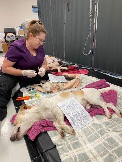 a vet tech cares for pets recovering from spay/neuter surgery after a high volume clinic