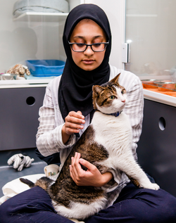 Tabby and white cat being held by woman sitting