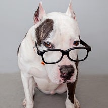 White and dark gray pit bull type dog wearing black glasses