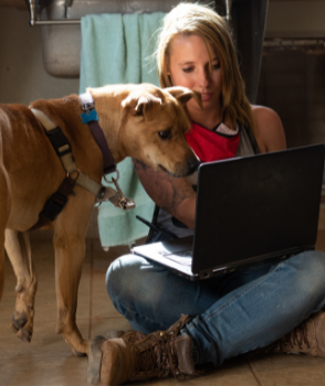 Brown dog looking at laptop screen in person's lap