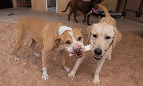 Two brown and white dogs holding a bone