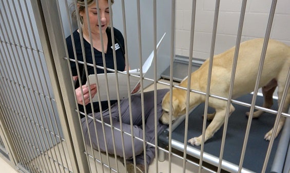 Tierney in kennel reading to dog