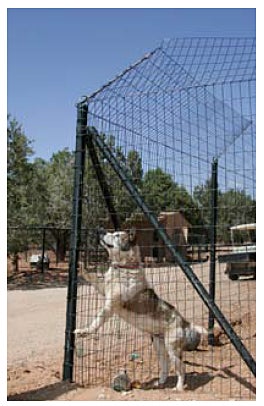 dog in top angled fence