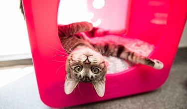 Tabby kitten hanging out of pink cat tent