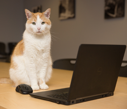 Orange and white cat sitting in front of black laptop