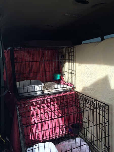 Provide newspaper, litter box, food/water bowls, and sheet in each kennel