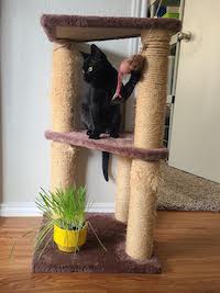 a black cat playing on a cat tree