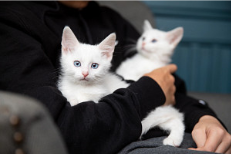 Two white kittens held by person in black shirt
