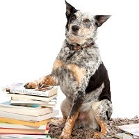 Black and white cattle dog with paw on stack of books