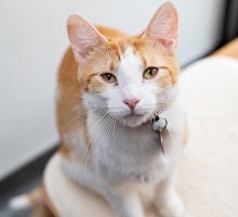 Orange and white cat sitting on white rug looking at camera