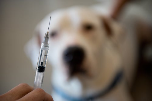 a syringe full of a vaccine for a dog that you can see blurred out in the background