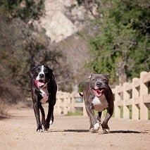 Two dogs walking side by side