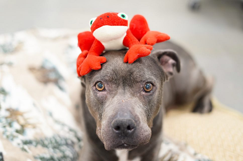 Dark brown dog with red and white frog toy on head