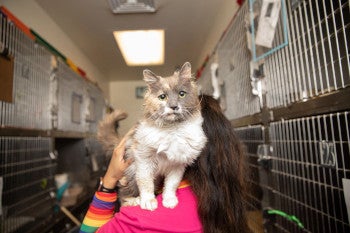cat on the shoulder of an animal shelter caregiver