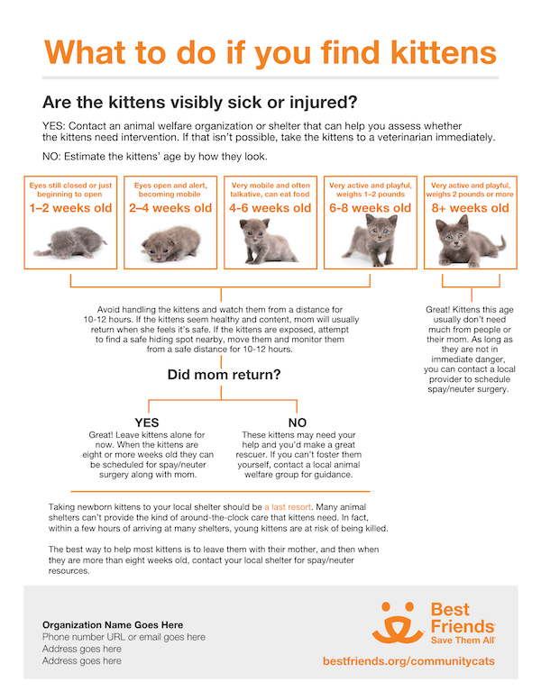 What to do if you find kittens infographic in English