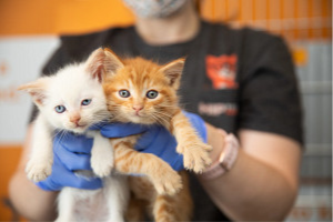 White kitten and orange kitten being held up to camera