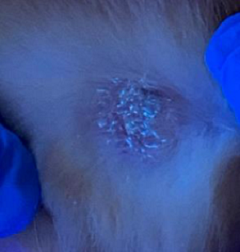 Wood's lamp positive lesion in another cat