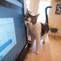 White and tabby cat rubbing face on computer monitor