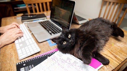 Black cat lying near notebook and laptop
