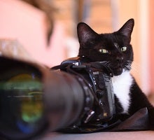 Black and white cat with camera