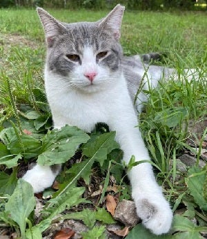 Gray and white cay lying in grass