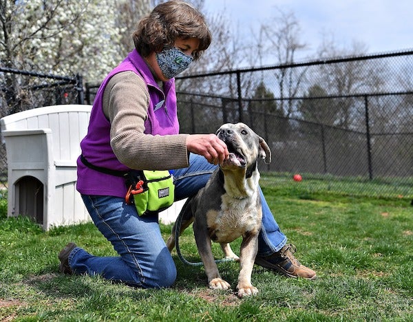 animal shelter worker trains a dog